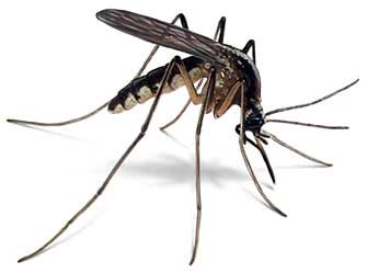 mosquito Malaria