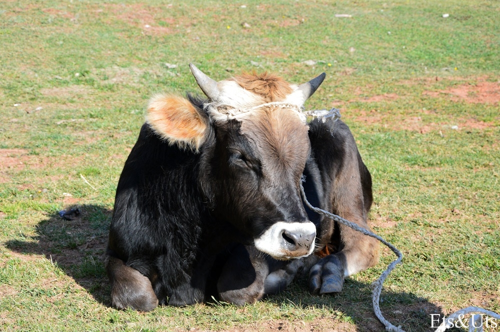 Vaca, Karakol, Kirguistan